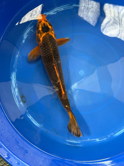 AKA Matsuba 12" KOI D