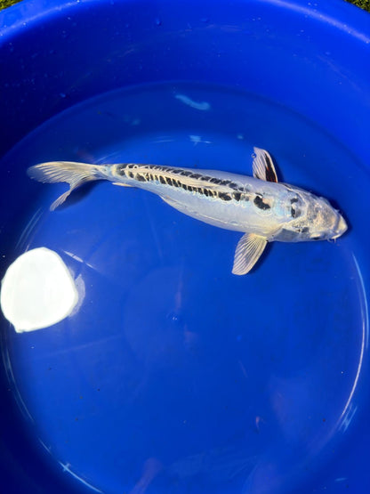14.5"  Kikokuryu Japanese Import Koi