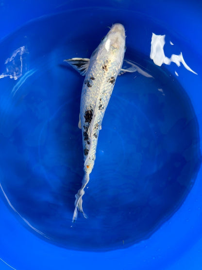 Ginrin Shiro Bekko Koi 12"