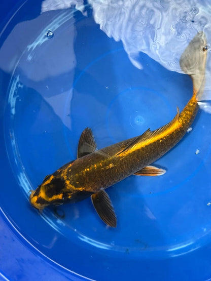 Matsuba Koi 13" C