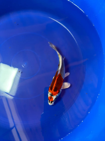 8"  Tancho Kujaku Japanese Import Koi (Hand Picked) T2