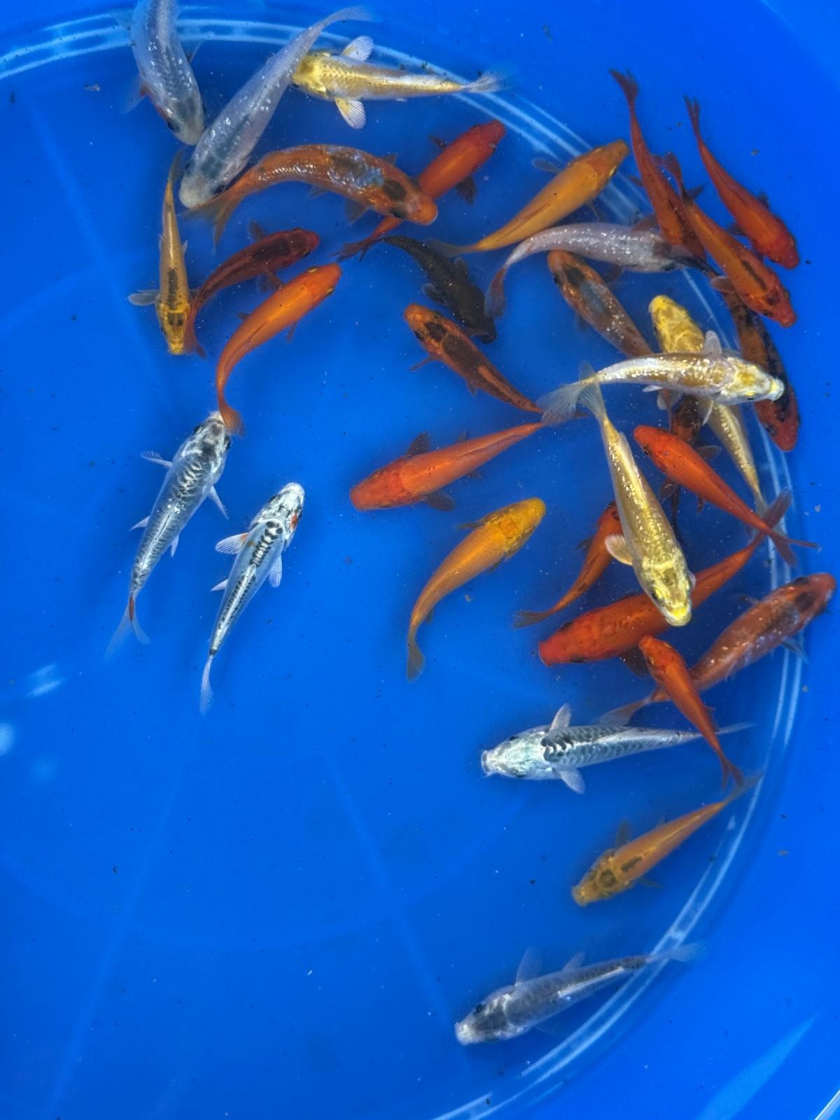 10 Pack of  Koi 3 to 5 inch