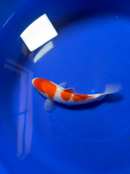 8"  Kohaku Japanese Import Koi (Hand Picked) T1