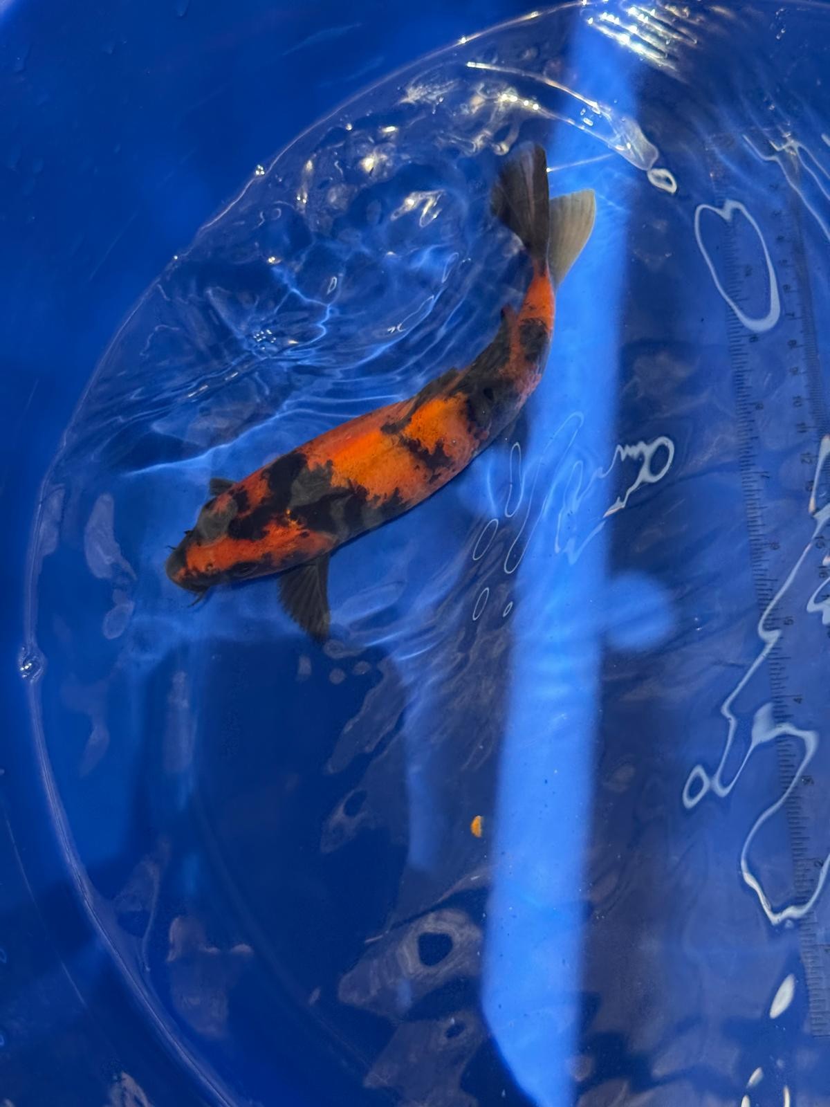 8.5 " Hi Utsuri Japanese Imported (Hand Picked) T2