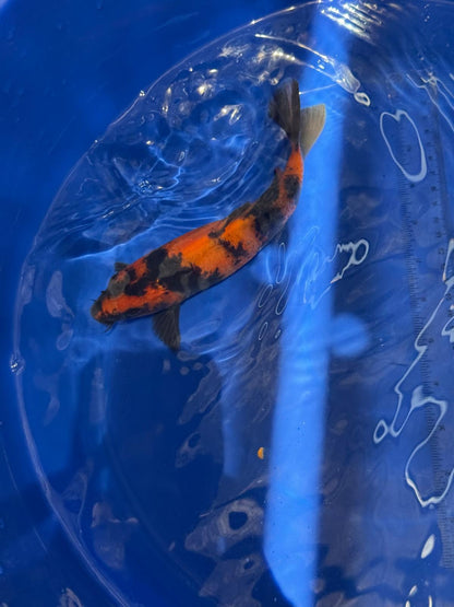 8.5 " Hi Utsuri Japanese Imported (Hand Picked) T2