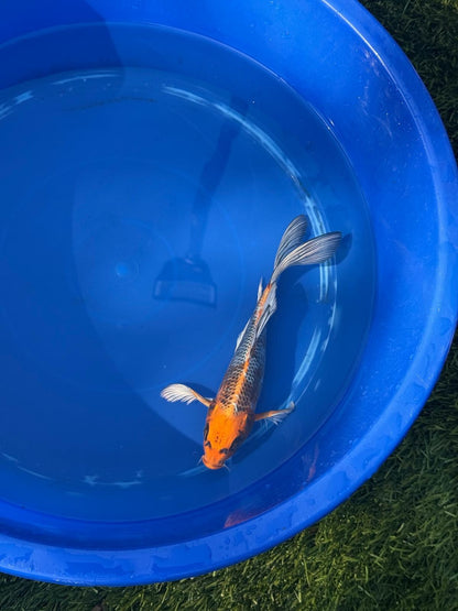 Kujaku Butterfly Koi 9 Inch
