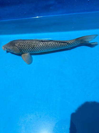 24" Ginrin Soragoi-Japanese Imported-Female-Breeder Certifcate