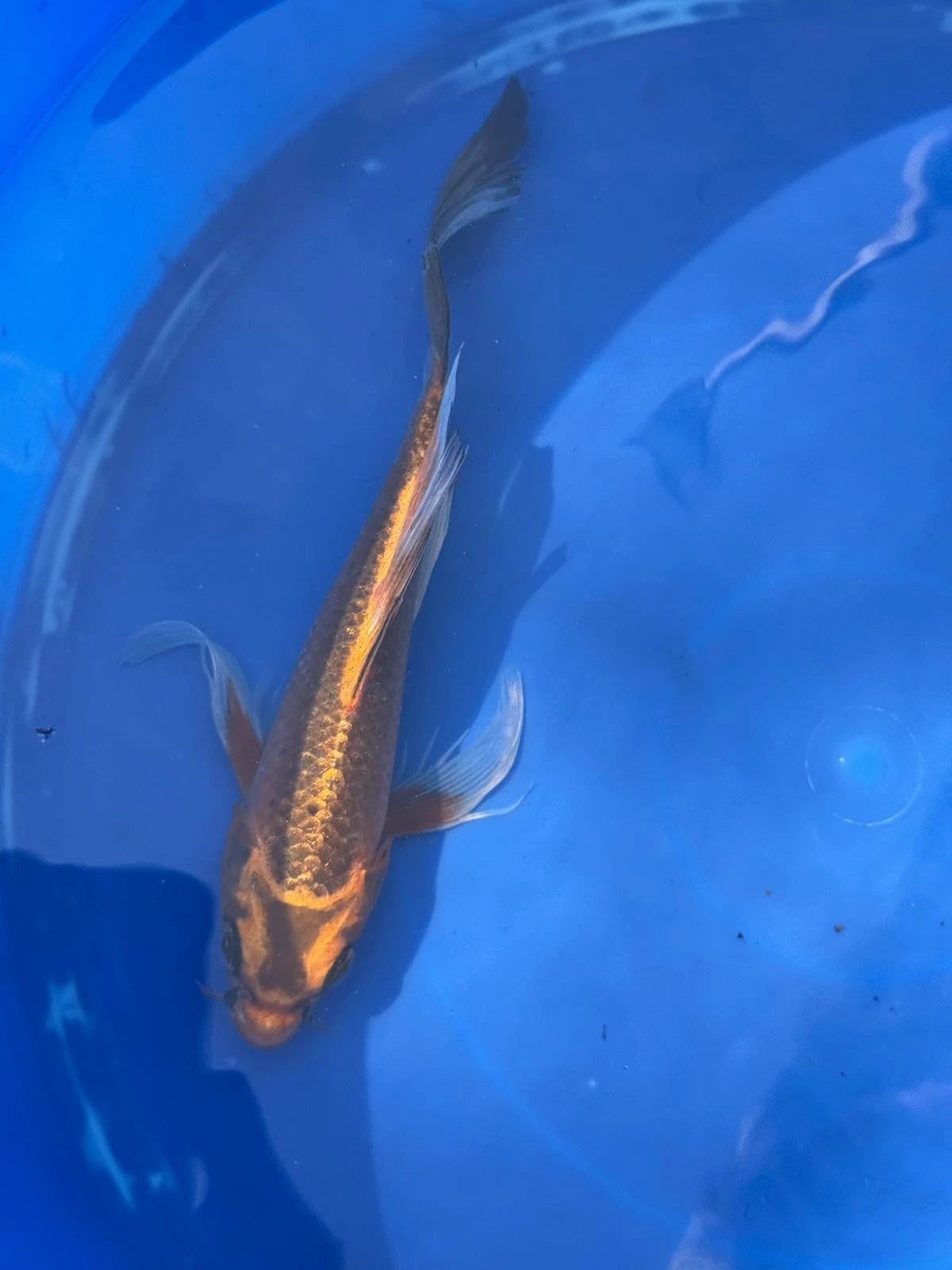 Kin Matsuba Butterfly Koi 8.5 Inch