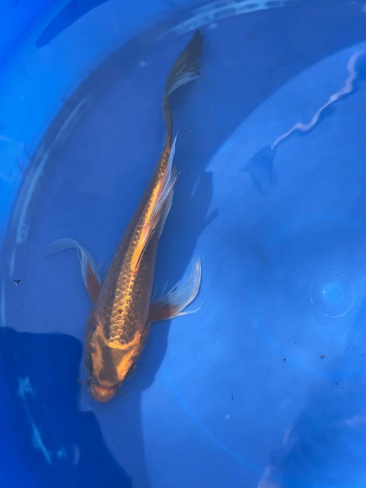 Kin Matsuba Butterfly Koi 8.5 Inch
