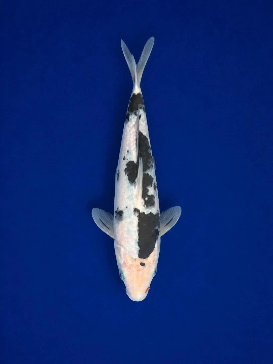 Sanke KOI 9"