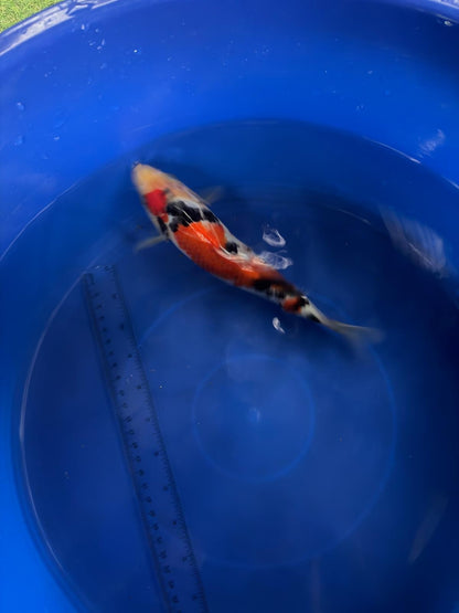 8"  Showa Japanese Import Koi (Hand Picked) T3