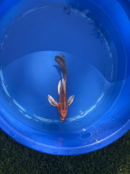 Kin Matsuba Butterfly Koi 8 Inch