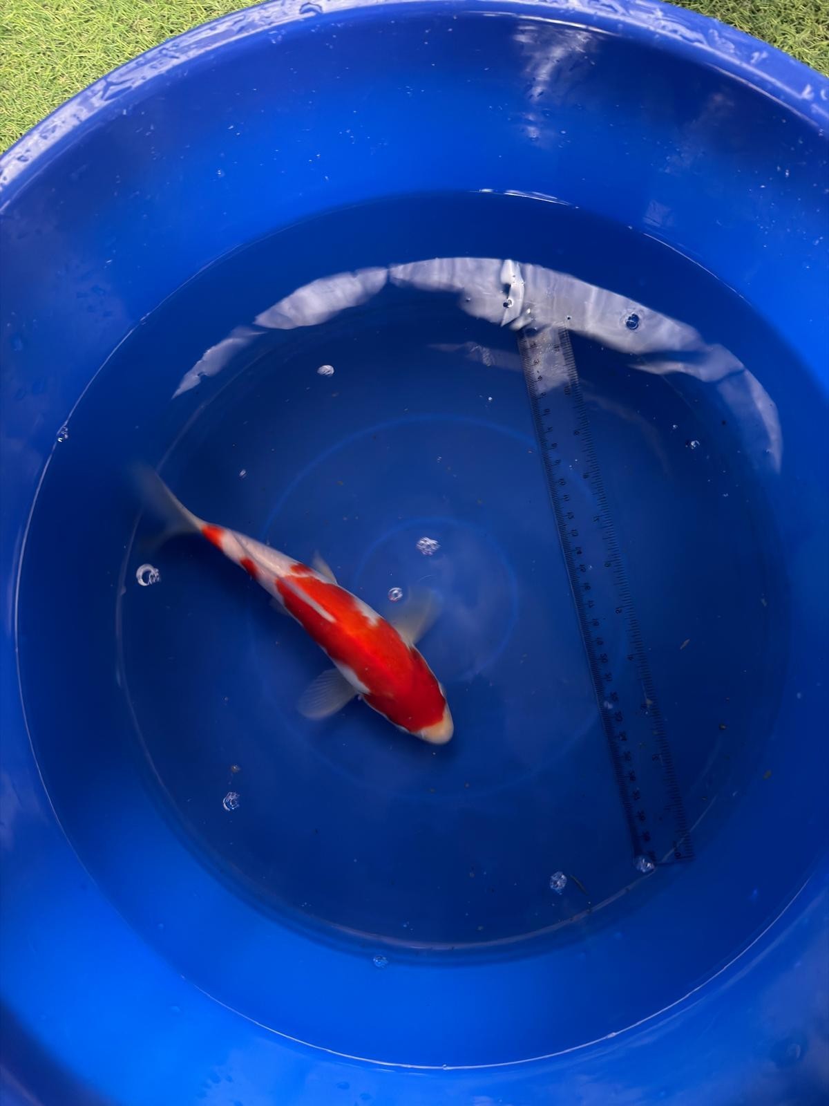 9"  Kohaku Japanese Import Koi (Hand Picked) T3