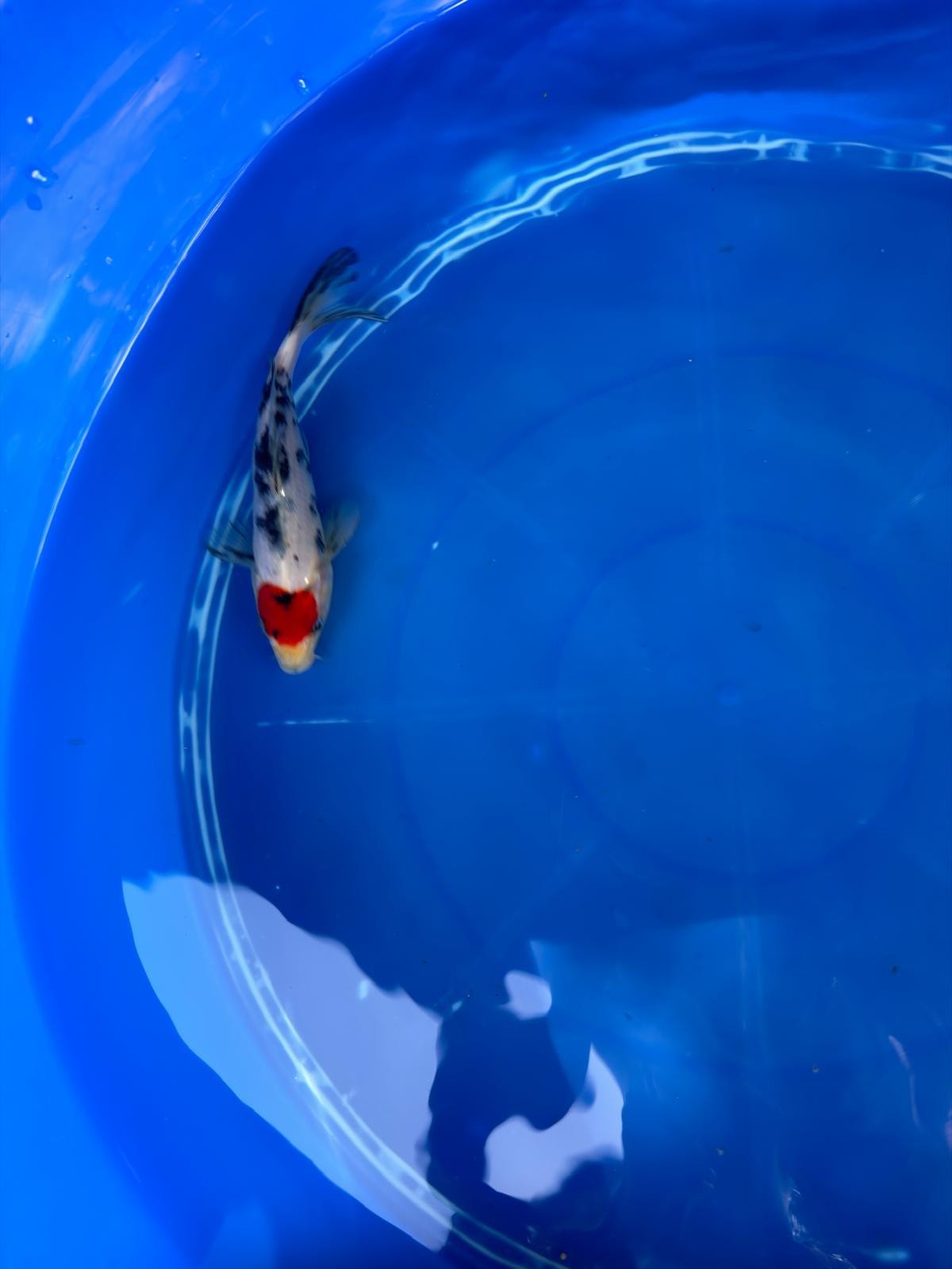 6"  Tancho Sanke Japanese Import Koi