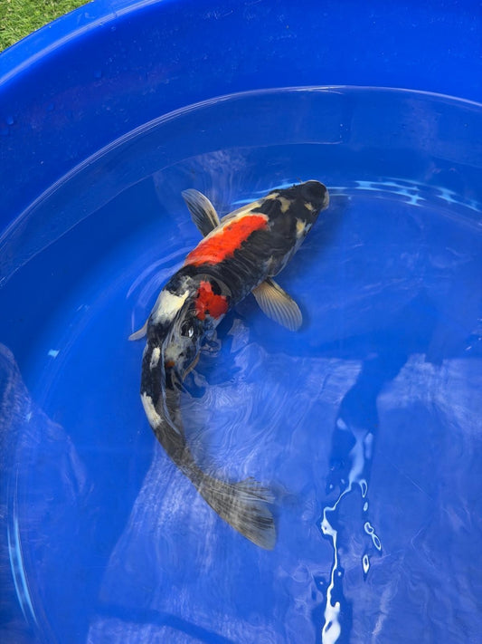 Japanese Dainichi Showa 13"