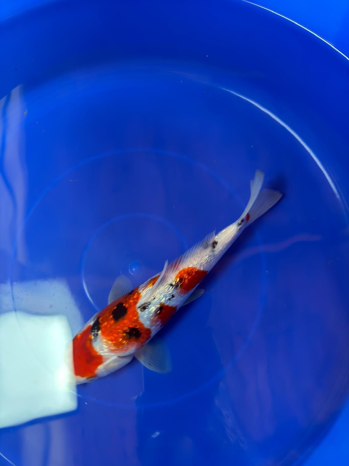 9" Ginrin Sanke Japanese Imported  (Hand Picked)