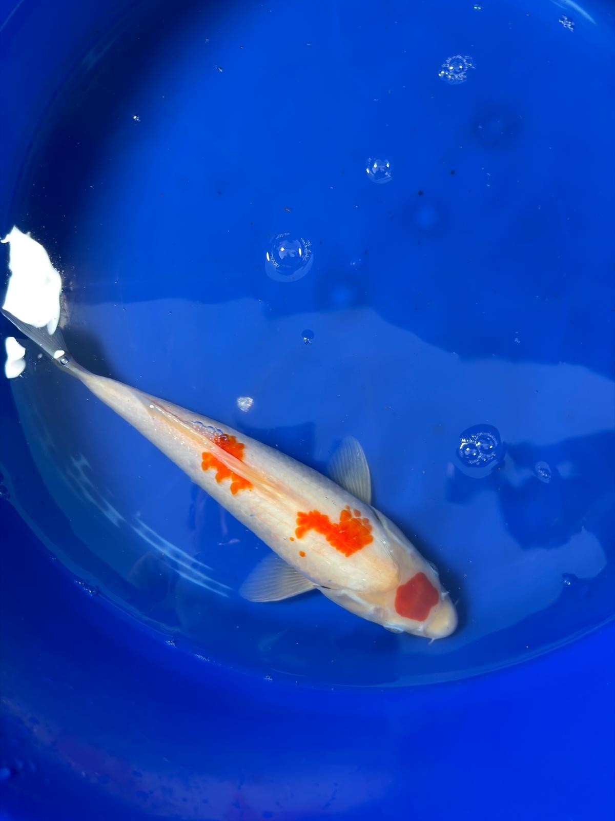 12 Inch Maruten Kohaku Japanese Import Koi GT