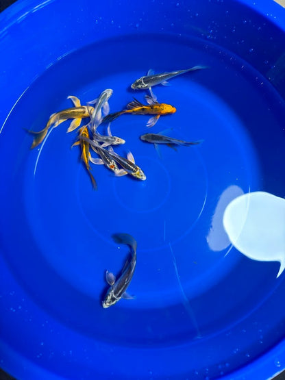 5 Pack of  Butterfly Koi 4 to 6 inch