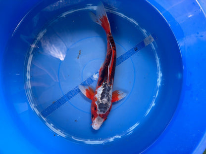 Shusui  Koi 12"