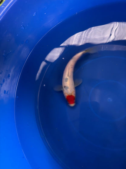 6"  Tancho Sanke Japanese Import Koi (Hand Picked) T3
