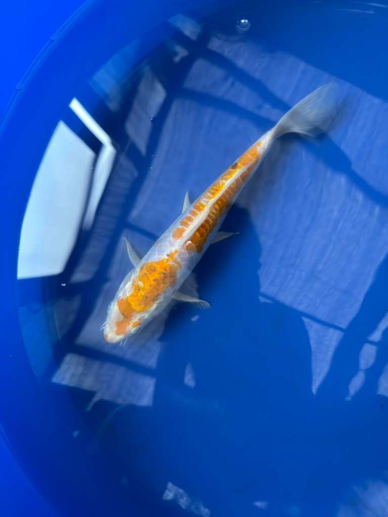 Doitsu Hariwake 8" inch Koi