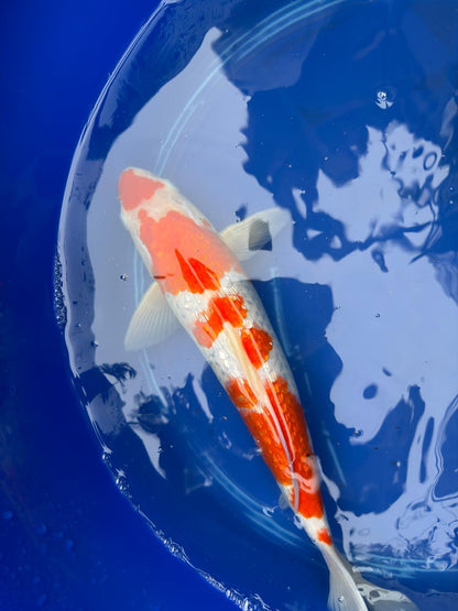 14" Inch "Gin Rin" Kohaku Koi
