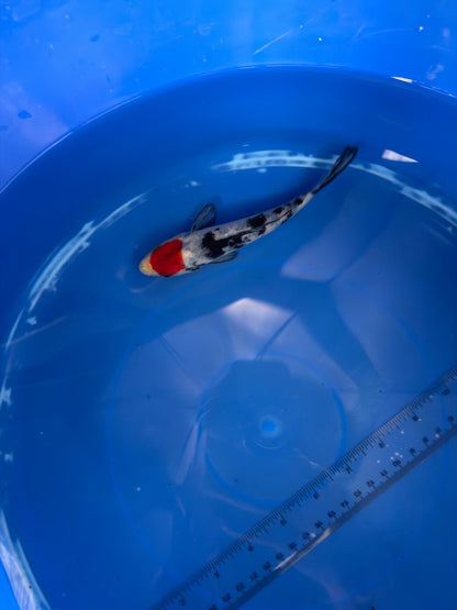 6"  Tancho Showa Japanese Import Koi (Hand Picked) T2