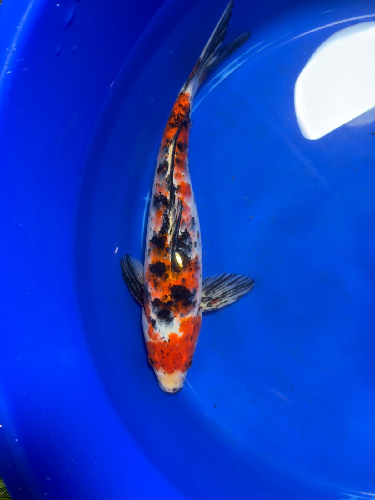 Showa Koi 12" Inches