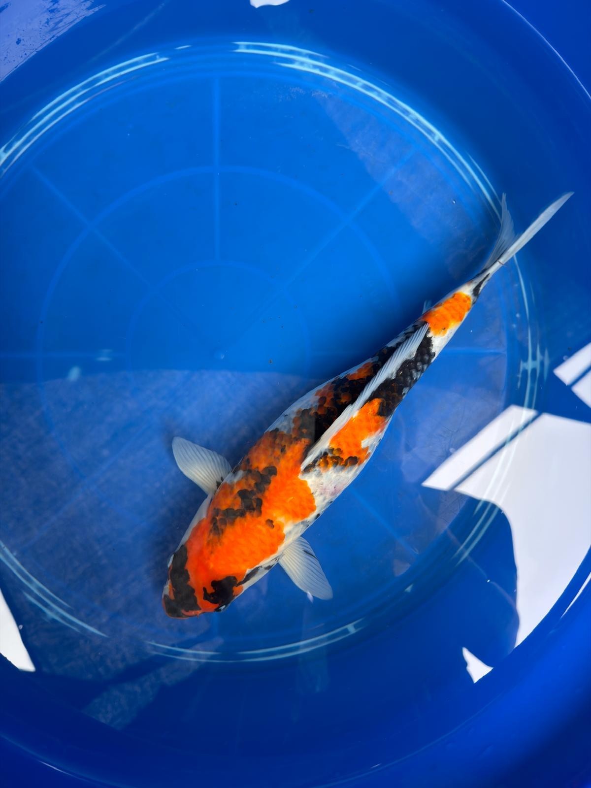 15" Dinichi Showa Japanese Import Koi