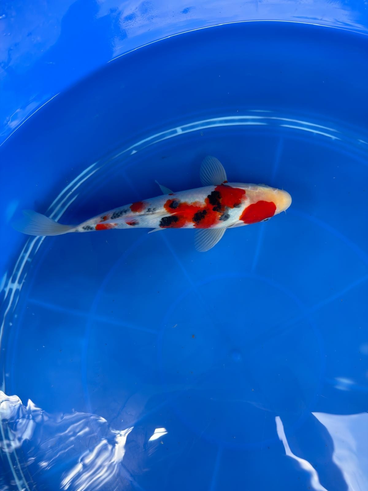 10" Sanke Japanese Imported (Hand Picked)