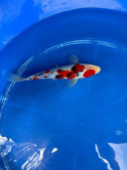 10" Sanke Japanese Imported (Hand Picked)
