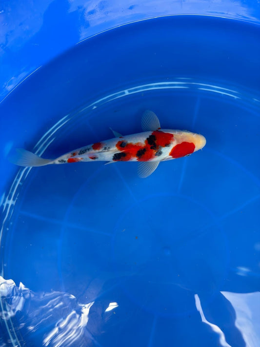 10" Sanke Japanese Imported (Hand Picked)