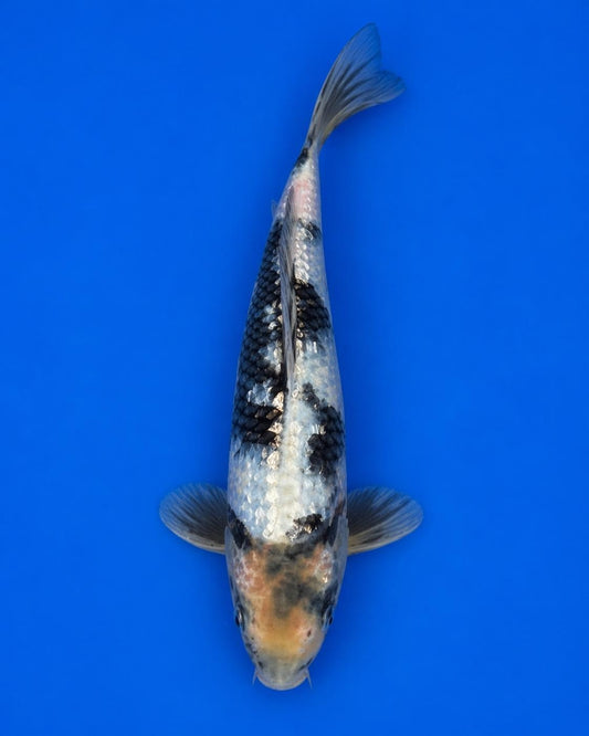 Japanese Import 11" Ginrin Shiro Utsuri KOI