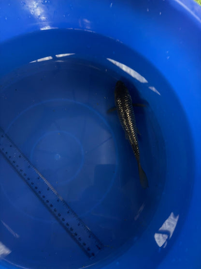 6"  Ginrin Soragoi Japanese Import Koi (Hand Picked) T3