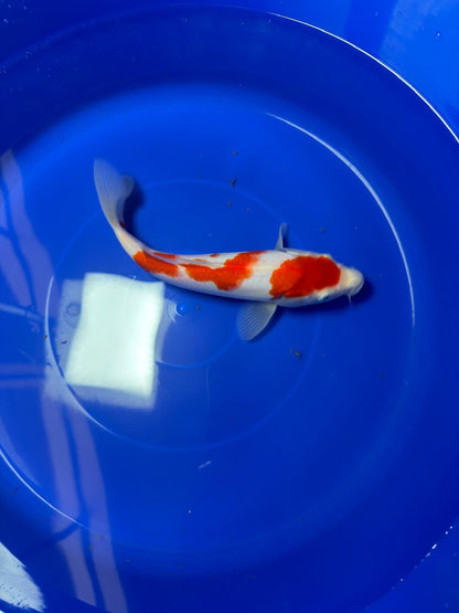 9" Kohaku Japanese Imported (Hand Picked)