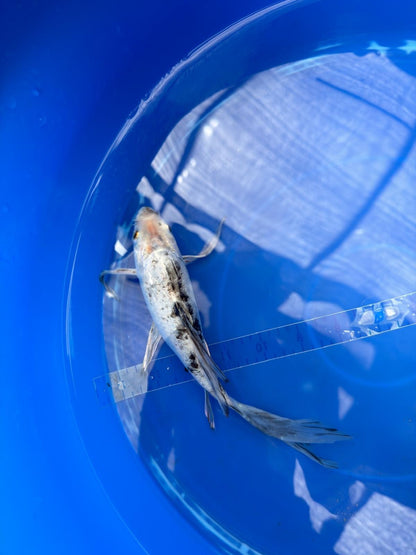 Shiro Butterfly 8" Koi