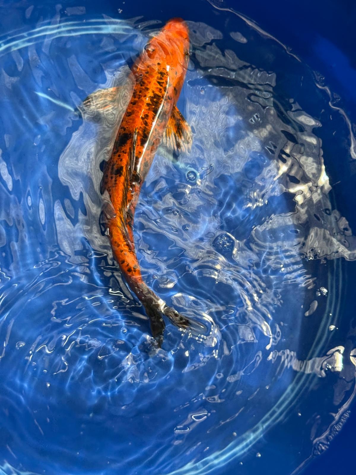 12"  Kin Hi Utsuri Koi