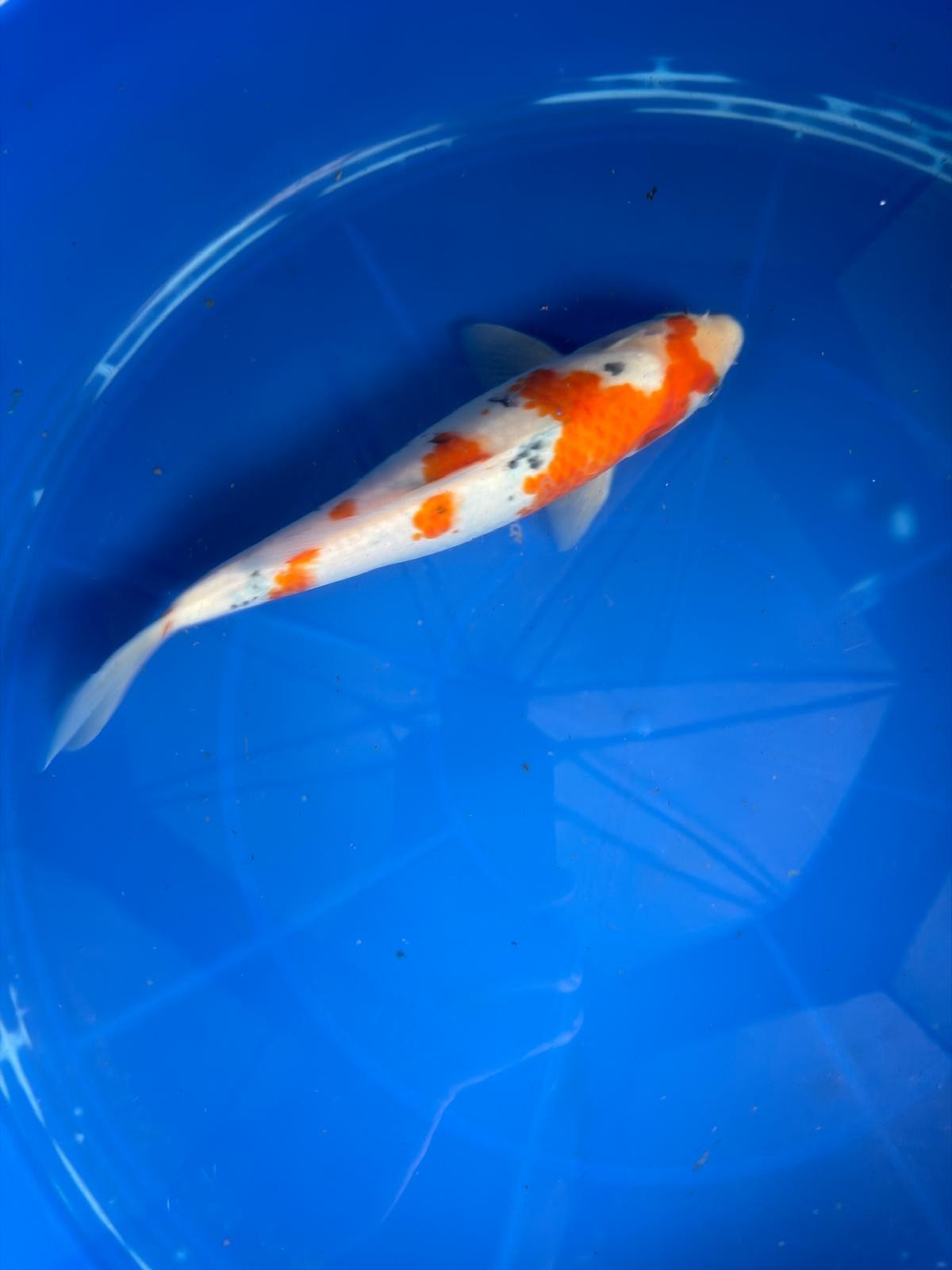 9.5" Sanke Japanese Import Koi