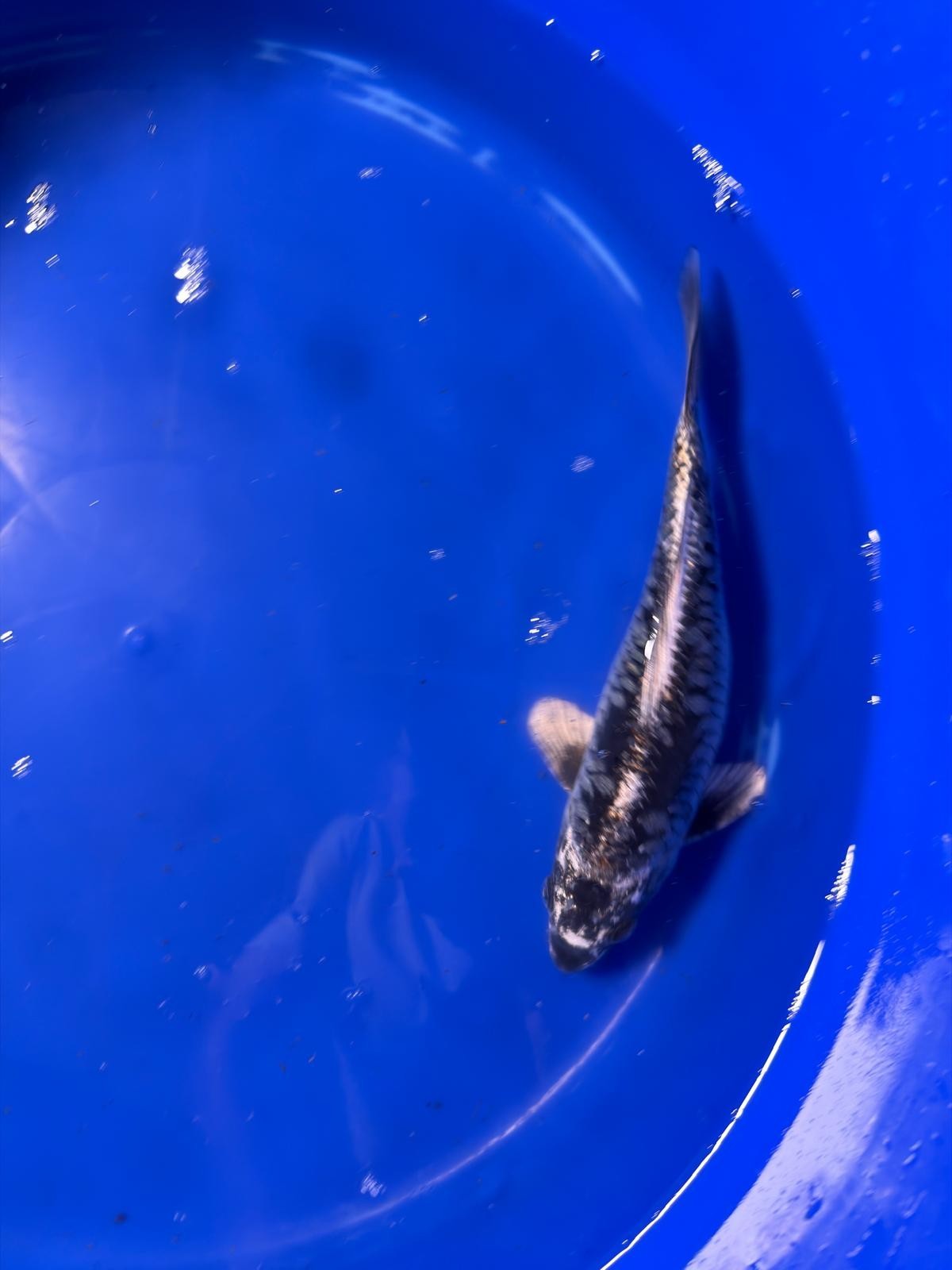 Aragoke Dragon Scale 9" inch Koi