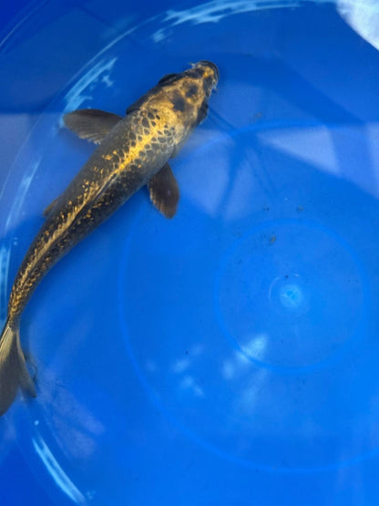 "Bronze" GinRin Matsuba 9"  Koi D