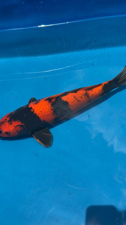 18" Hi Utsuri-Japanese Imported-Breeder Certifcate