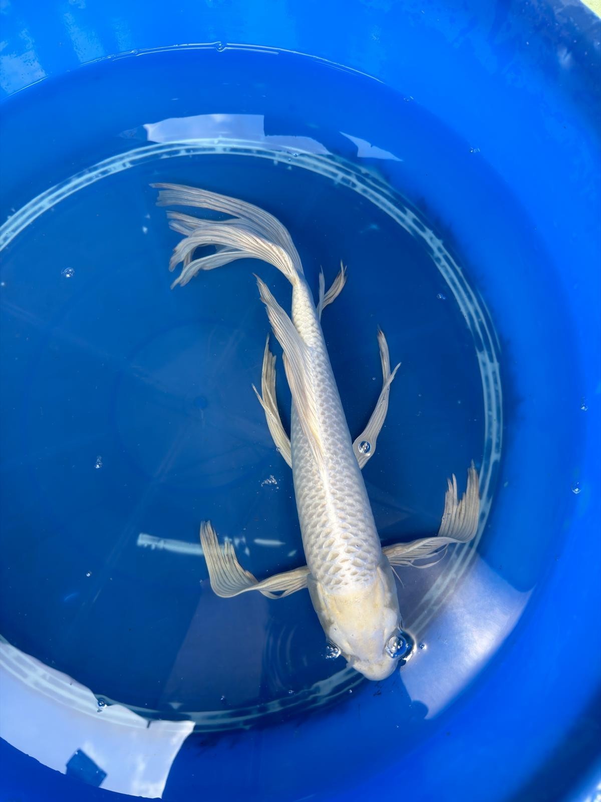 15" Platinum Butterfly Koi