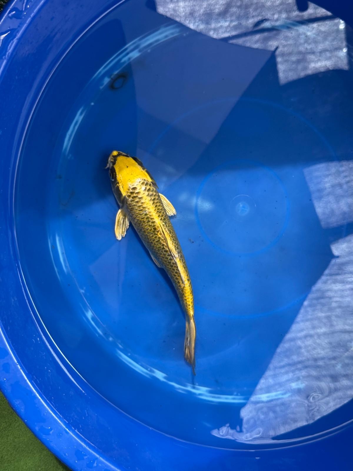 Ki Matsuba 8" Koi D