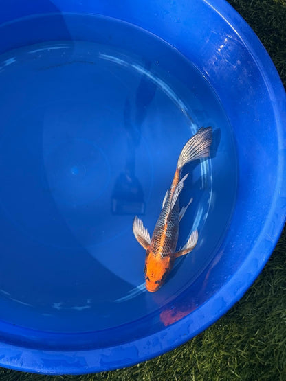 Kujaku Butterfly Koi 9 Inch