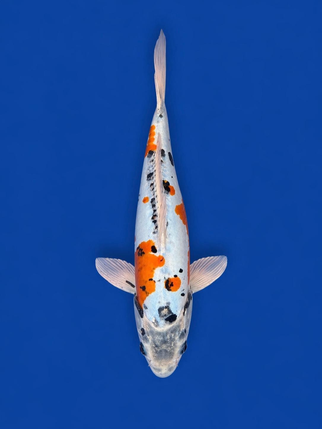15"  Ki Kikokuryu Japanese Import Koi