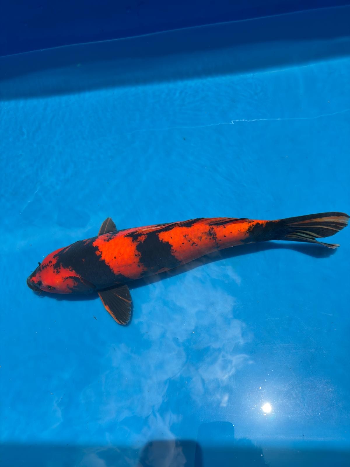 18" Hi Utsuri-Japanese Imported-Breeder Certifcate