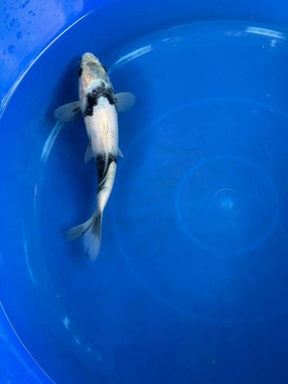 Japanese Import Ginrin Shiro Utsuri Koi 8"