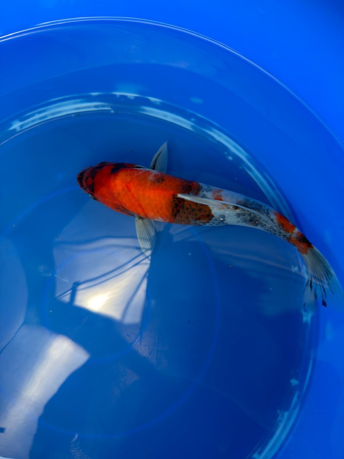 Japanese Koi Showa 10" TK(B)