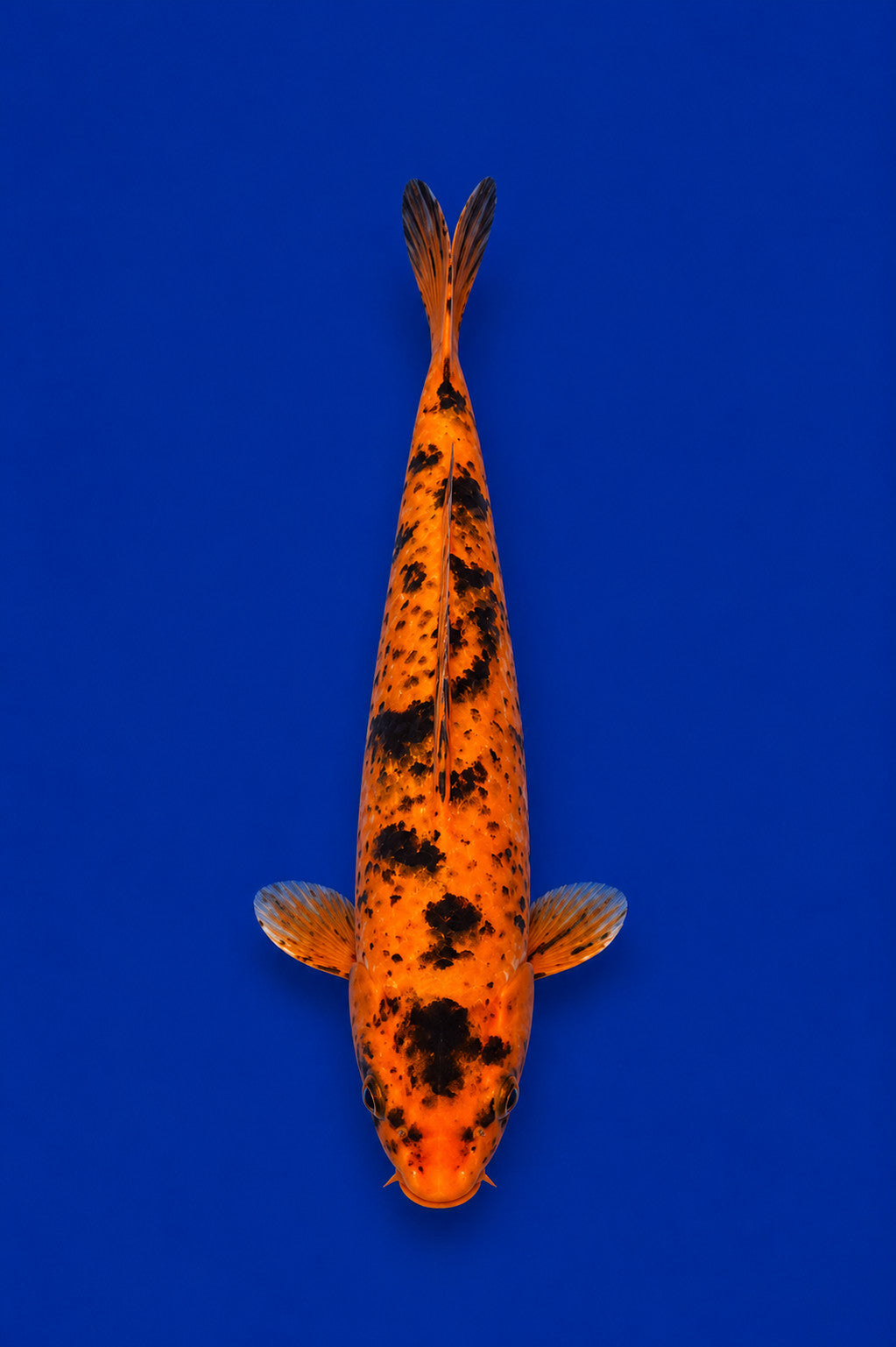 11"  Kin Hi Utsuri Koi