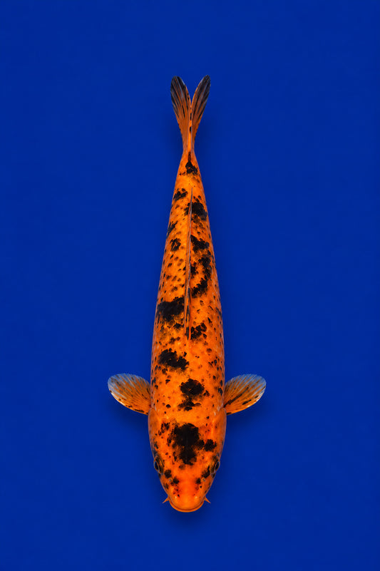 11"  Kin Hi Utsuri Koi